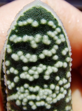 原始种 鲨鱼掌属 Gasteria verrucosa 卧牛系列 十二卷 瓦苇 多肉