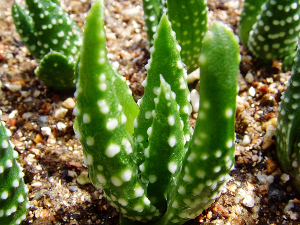 多肉 进口 精品 原始 12卷 十二卷 瓦苇 独特 稀少 仙品 美品 寿 万象 玉扇 钢丝球 透窗 特白 亮窗 美纹 电路版 萌品 艳肌 丸叶 青蟹 白银 硬叶 软叶 芭堤雅 康平 克里克特 贝叶