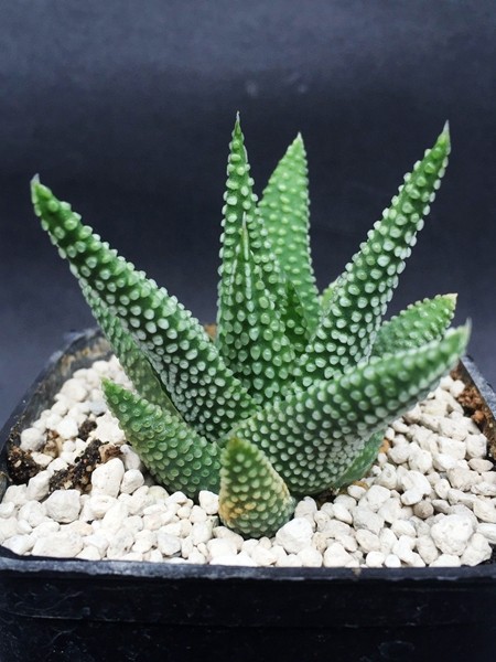 原始硬叶 地上星 Haworthia opalina 地上之星 稀少 多肉 十二 12|ruв категории доставка цветов/цветок моделирования/растения садоводства, цветок/растения в горшках (новый), Суккуленты - от Buy2taobao.com для оказания профессиональной услуги покупки агента Taobao