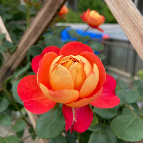 藤宝贝蔷薇玫瑰月季花苗