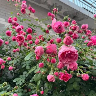 藤本月季花盆栽艾拉绒球爬藤玫瑰苗庭院攀援花卉植物多季阳台开花