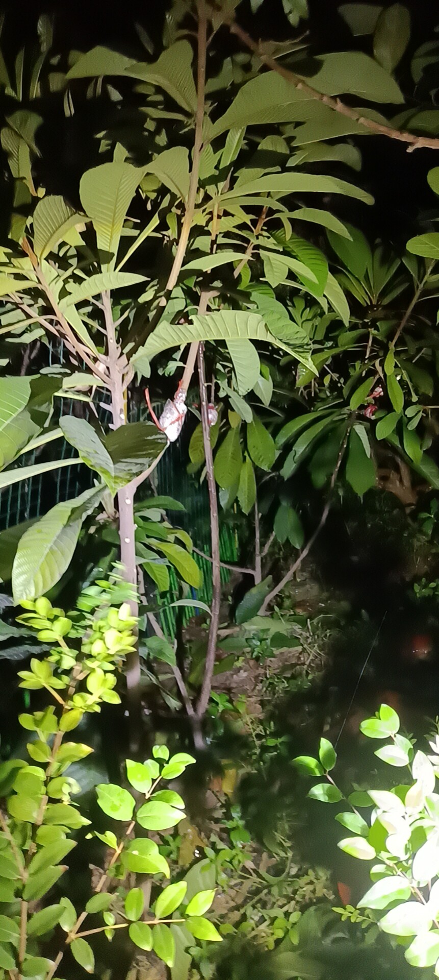 妈咪果苗马米果树苗马梅果台湾妈咪果麻美果盆栽地栽果树稀有新品