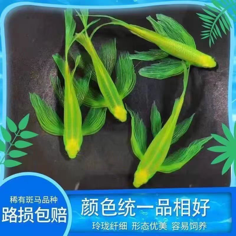 斑马鱼五彩翡翠冷水淡水草缸热带小型观赏鱼免打氧彩色蝶翼绿翡翠
