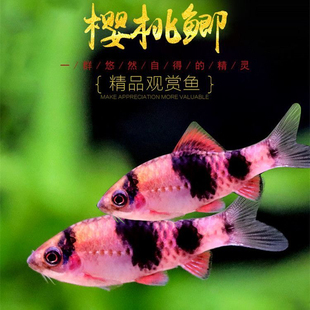 樱桃鲫鱼西瓜鲫南亚水东族鱼缸小型鲃鱼冷水鱼观赏鱼耐寒溪流原生