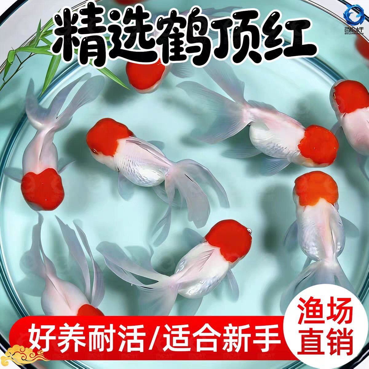 冷水国寿金鱼幼鱼新手好养招财