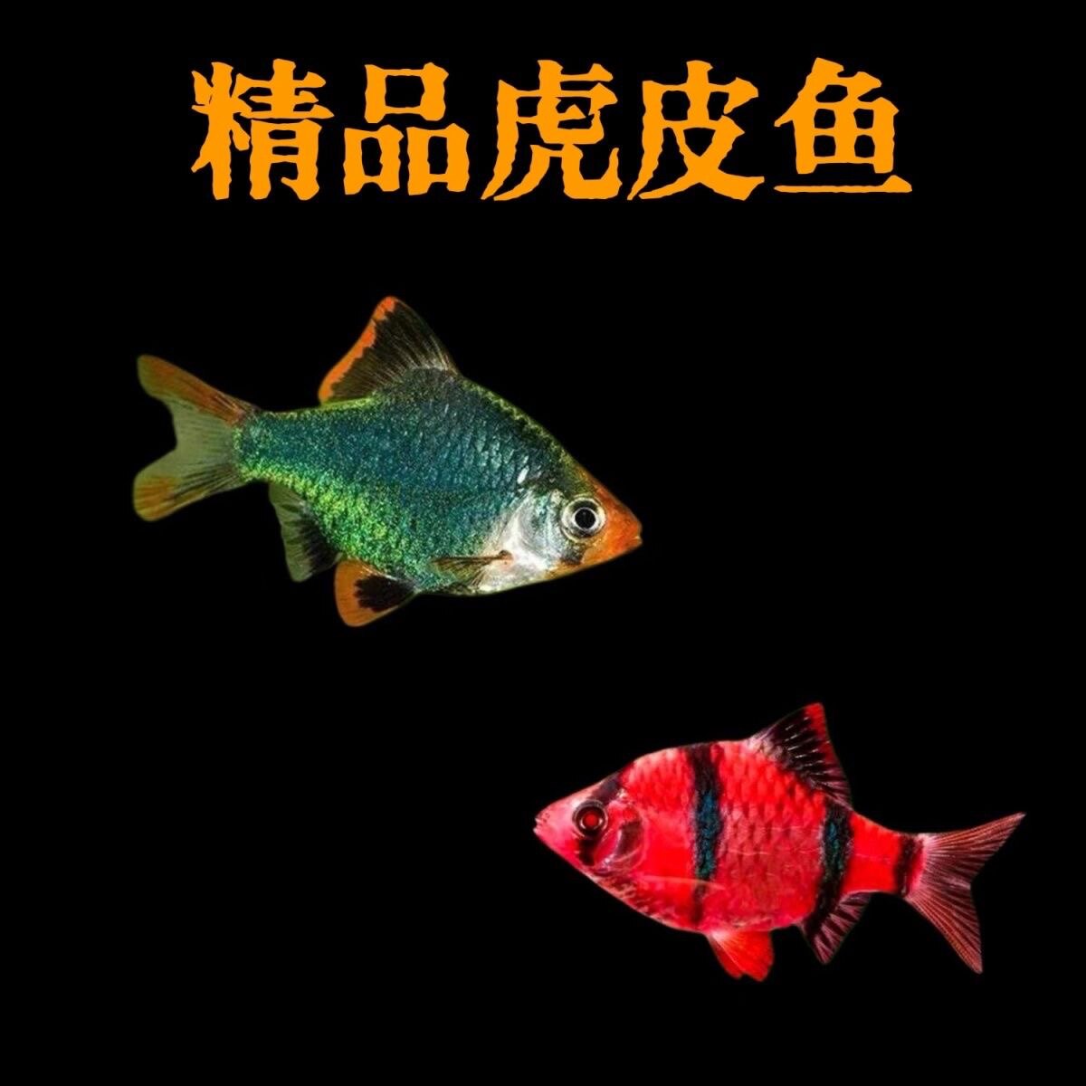 绿宝石虎皮蓝虎皮热带鱼小型观赏鱼群游鱼蓝虎皮荧光虎皮淡水好养
