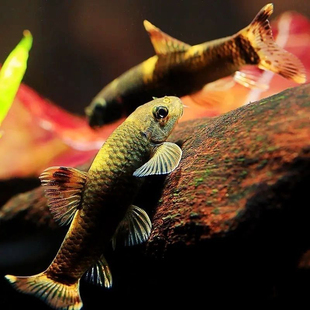 老虎小精灵鱼除藻鱼工具鱼热带鱼小型鱼吃残渣活体鱼虾虎适合混养