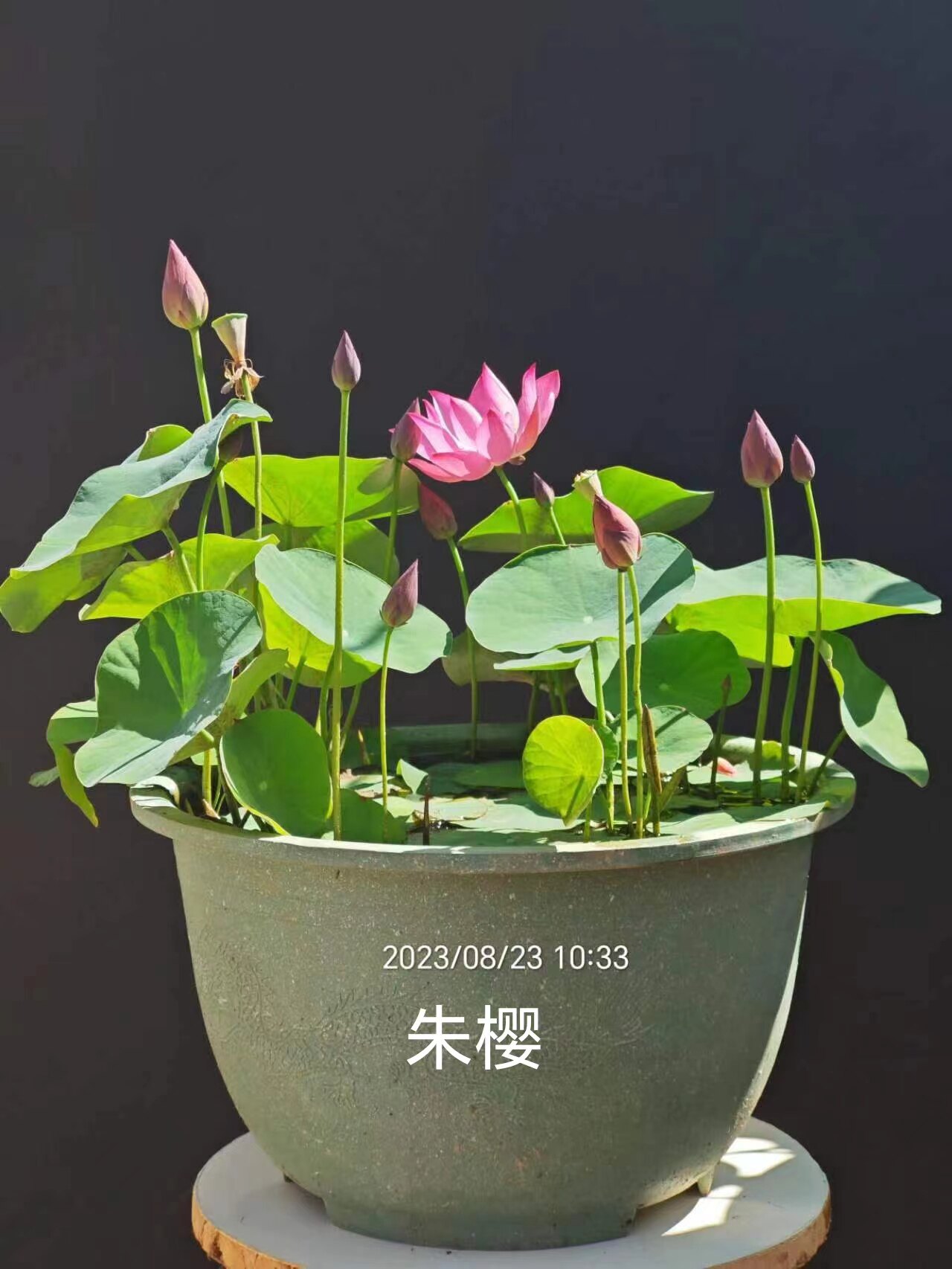 朱樱碗莲种藕微型碗莲迷你小荷花观赏盆栽水养植物盆栽水培碗莲花