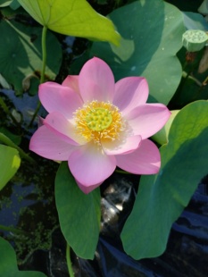 来宾妃嫣小微型碗莲周劲松同款观赏荷花盆栽小莲花阳台水生迷你