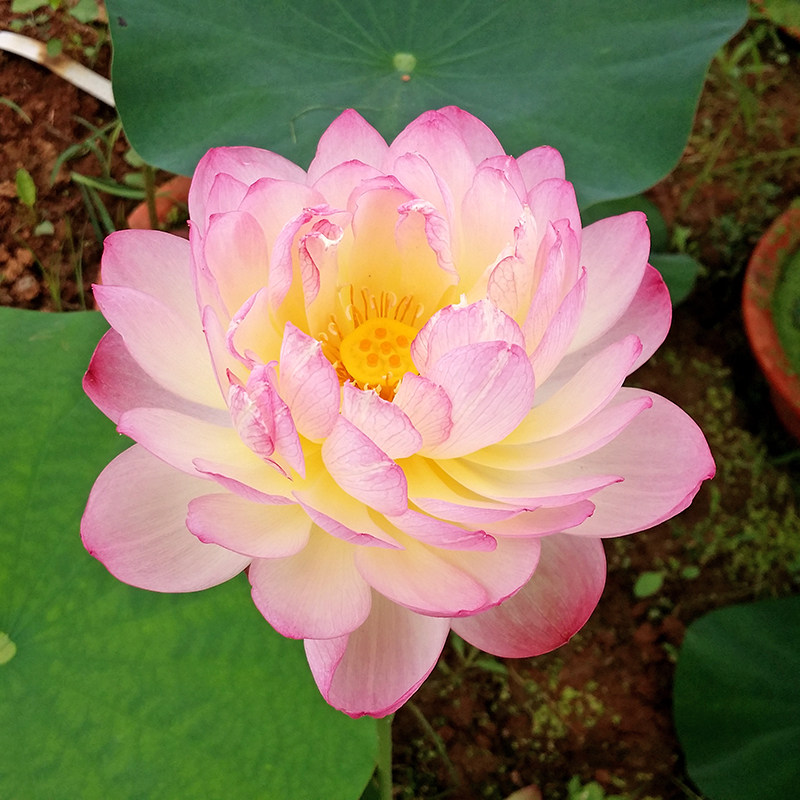 夏秋季阳台庭院花色多变惊艳碗莲