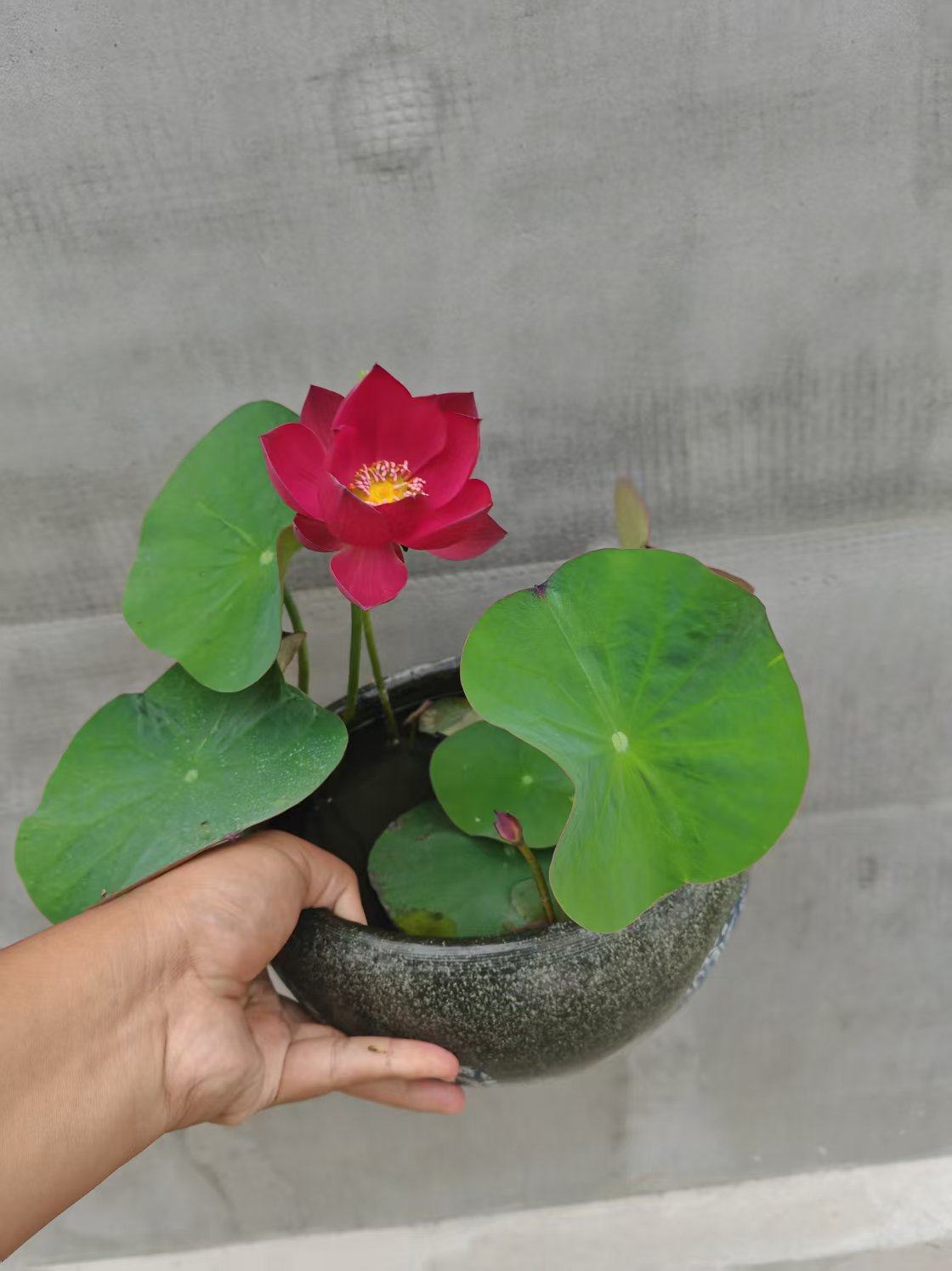 赤珠碗莲种藕家养莲花小型红色荷花藕观赏水生花卉阳台植物包对版,鲜花速递/花卉仿真/绿植园艺,时令草本花卉,淘宝优惠券,粉丝福利购,淘宝优惠卷