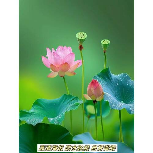 唯美小清新荷花自然风光贴画卫生间厕所厨房餐厅防水不干胶贴纸