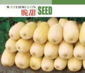 景路脆甜薄皮甜香瓜种子含糖20度口感甜脆爽口春季 都可种植 秋季
