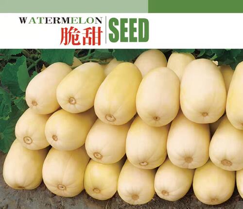 甜脆爽口香瓜种子景路易坐果