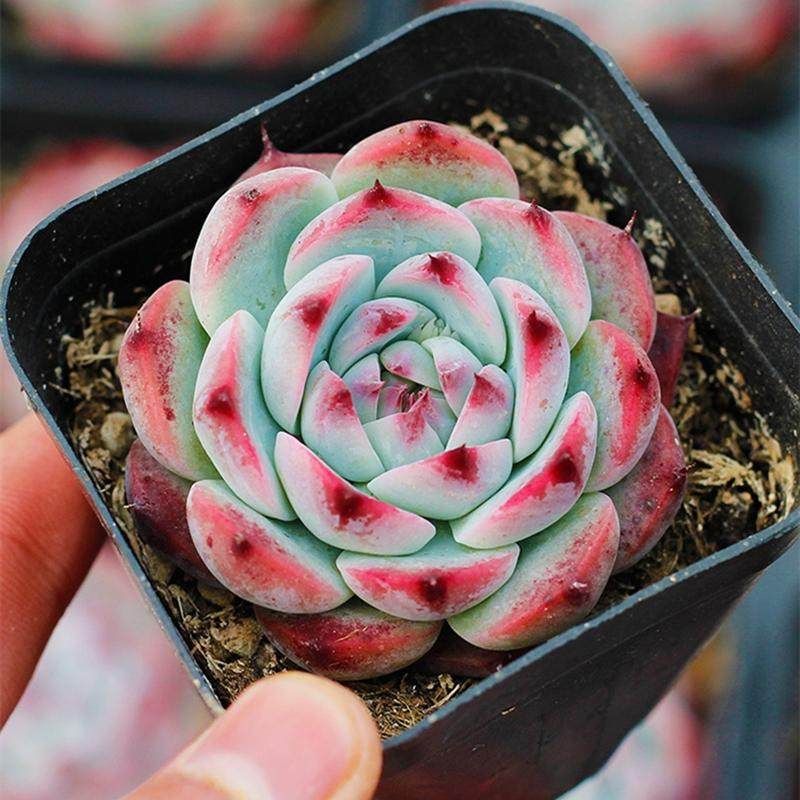 吉娃娃多肉植物新手组合套装超萌肉肉易爆盆办公室盆栽花卉防辐射