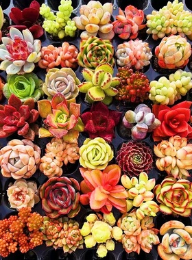 多肉植物组合套餐玉露冰玉橙梦露熊童子桃蛋红宝石吉娃娃钱串麦秆