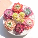 多肉植物组合套餐麦秆桃蛋冰玉橙梦露熊童子玉露红宝石吉娃娃钱串