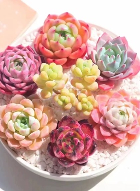 多肉植物组合套餐麦秆桃蛋冰玉橙梦露熊童子玉露红宝石吉娃娃钱串