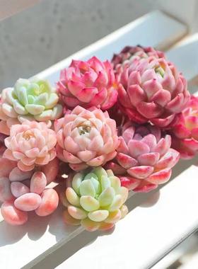 多肉植物桃蛋玉露冰玉橙梦露熊童子红宝石吉娃娃钱串贵货组合套餐