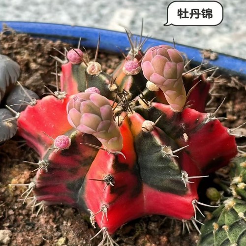 牡丹锦仙人球开花盆栽多肉植物