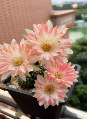 大花彩草开花仙人球仙人掌多肉植物室内外阳台花卉绿植好养活盆栽