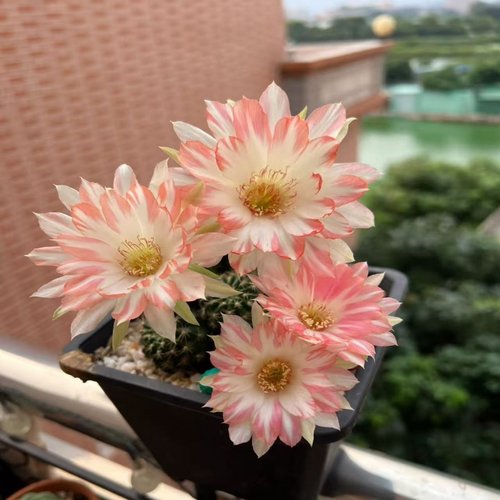 大花彩草开花仙人球仙人掌多肉植物室内外阳台花卉绿植好养活盆栽