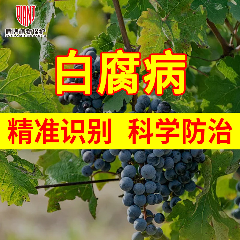 葡萄白腐病精准识别与科学防治噻呋酰胺多抗霉素四霉素金棠妙收