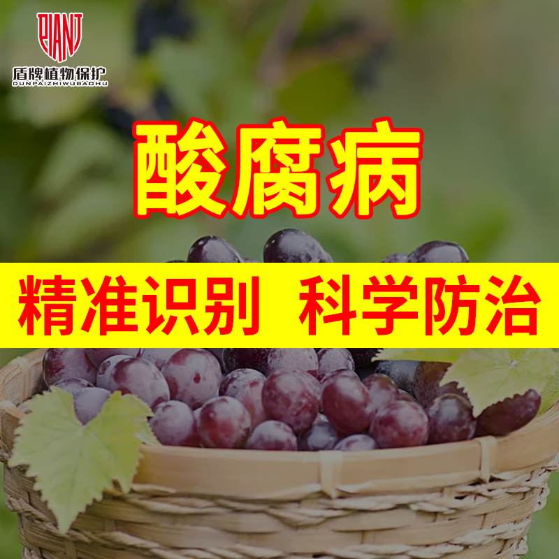 葡萄酸腐病全国农业技术咨询服务