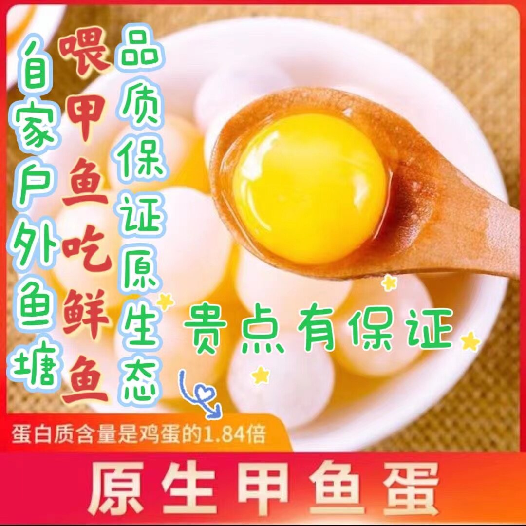 甲鱼蛋食用新鲜乌龟蛋可食用可吃甲鱼蛋食用新鲜甲鱼蛋食用100个