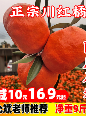 万州古红桔 川红橘小柑新鲜水果陈皮大红袍 正宗四川重庆老树柑子