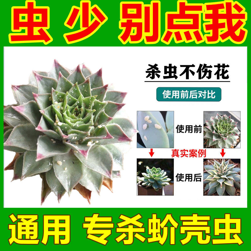 蚧壳虫专用药兰花介壳虫杀虫剂蚧介必治多肉药花卉植物喷雾小白药
