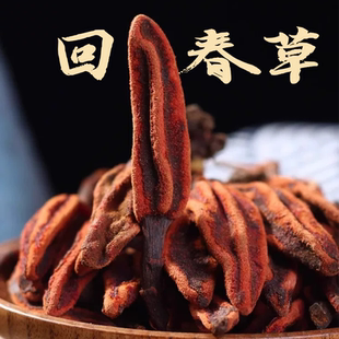 回春草云南深山不老草顶天柱还阳草续阳草男性泡酒滋补泡茶煲汤
