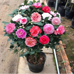 香妃山茶花盆栽带花苞五色赤丹花卉植物室内好养茶花树苗四季开花