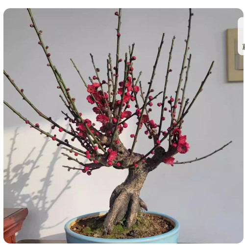 梅花盆栽原生红梅盆景花卉植物苗腊梅树冬季耐寒花苗老桩室内好养