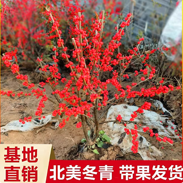 北美冬青树苗年宵花卉冬红果耐寒盆景老桩相思豆鲜切水培带果发货
