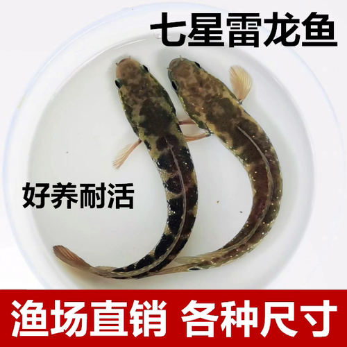 七星雷龙鱼苗活体淡水养殖山斑珍珠彩虹赤花月鳢鱼金鱼冷水观赏鱼 - 封面