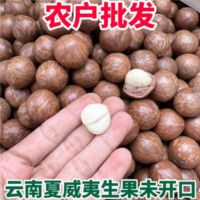 云南新鲜去皮夏威夷果澳洲坚果原味奶香生果未开口孕妇宝宝辅食鲜