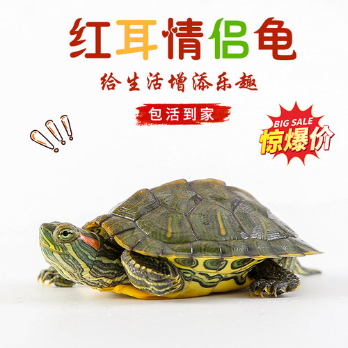外塘红耳巴西龟翡翠龟