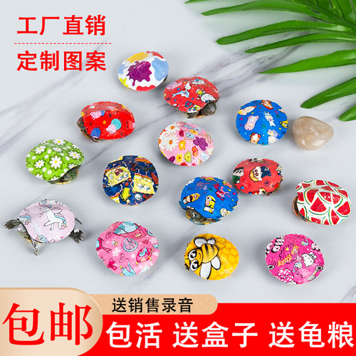 萌龟汇七彩图案彩色活体小乌龟