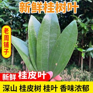 广西新鲜采摘桂皮树叶带枝条桂树叶桂皮卤料香料味道浓郁多省包邮