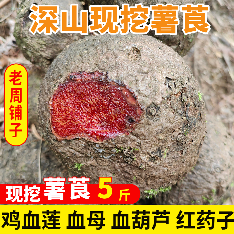 广西深山采挖薯莨血母鸡血莲