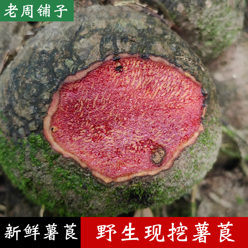 广西深山红肉薯莨新鲜采挖薯莨红药子朱砂莲天然染料香云纱原材料