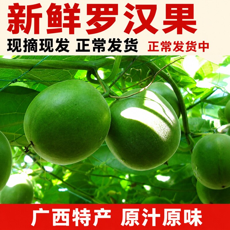 2026新鲜桂林永福罗汉果生罗汉果大果广西特产高山出产泡茶