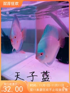 七彩神仙鱼 细鳞天子蓝热带 淡水鱼观赏鱼