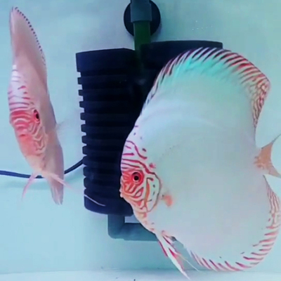 老虎狗七彩神仙鱼热带观赏鱼