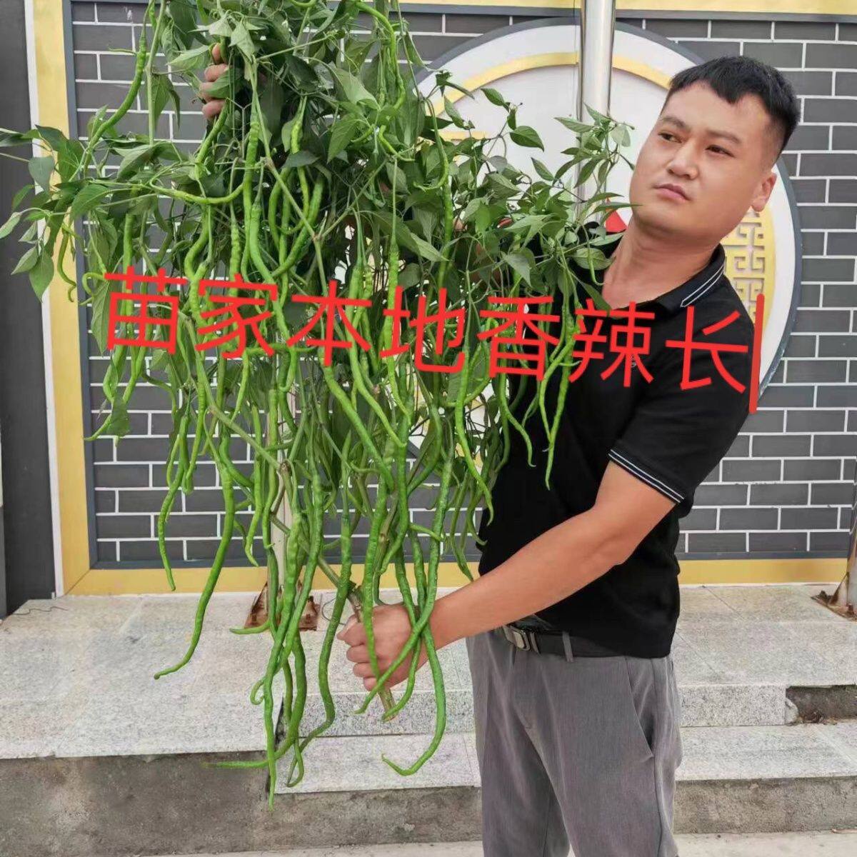 超长薄皮香辣长线椒种子线椒杭椒家庭园艺种子