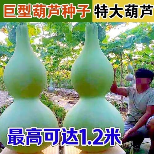FAAA-巨型葫芦种超大葫芦特大号葫芦种亚腰葫芦盆栽观赏庭院爬藤