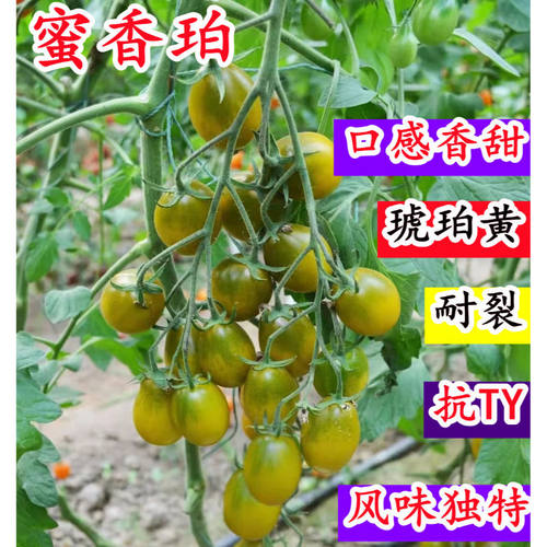 蜜香珀小番茄种子绿色圣女果种籽脆甜口感好蜜香琥珀柿子稀有种子