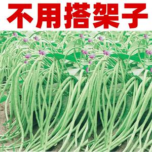 无架豆角种子春夏秋季长白豆角不搭架豇豆种籽四季盆栽蔬菜种孑