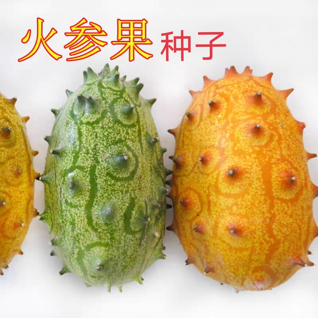 火参果种子非洲蜜瓜刺角瓜火星果家庭园艺种子